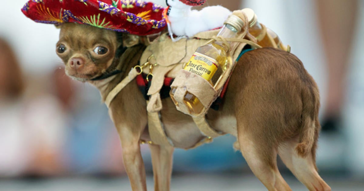 Pet Masquerade